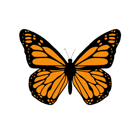 Flying Butterfly Animated Icon - Free Download Animal Animated ..., image size:344x256